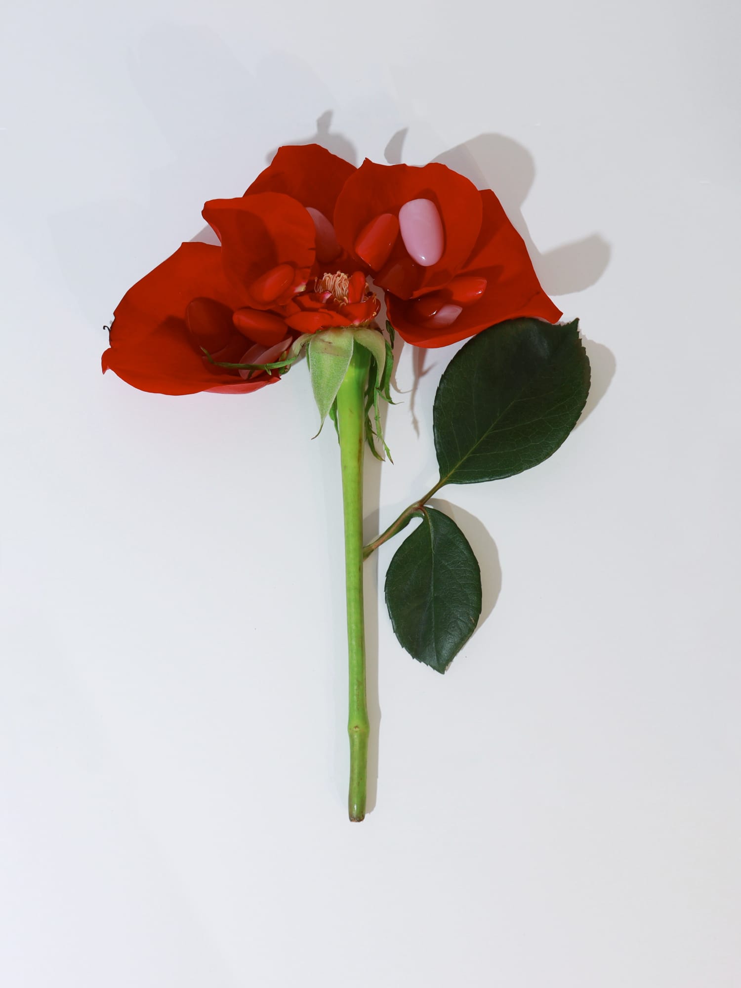 Single red rose with green stem on a white background