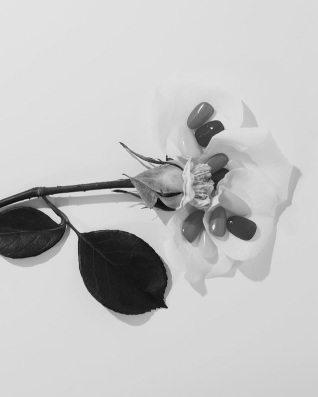 White flower with dark petals on a light gray background